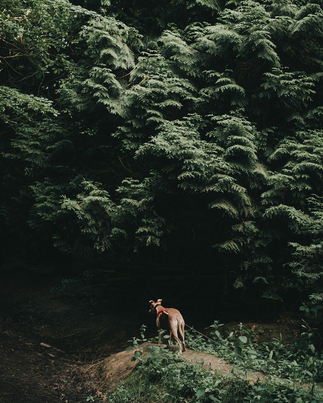 Hunting Hound Hunting Hound