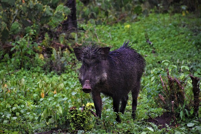 Wild Boar Wild Boar