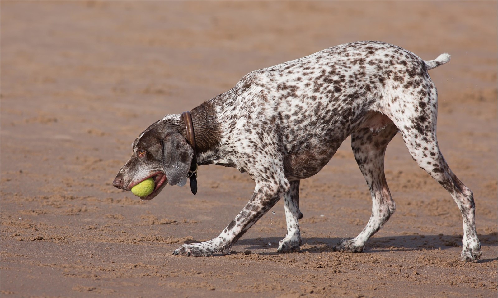 German Shorthaired Pointer German Shorthaired Pointer