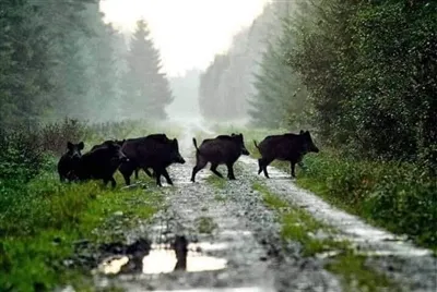 เวลาที่ดีที่สุดของปีสำหรับการล่าหมู